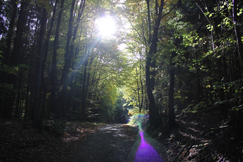 Ein Tag im Wald