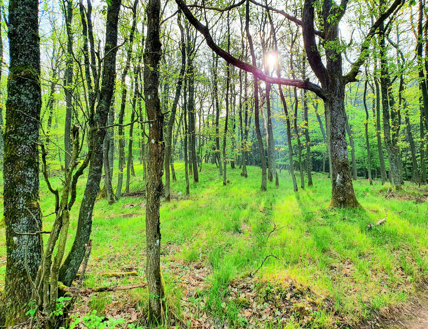  Ein Tag im Wald 