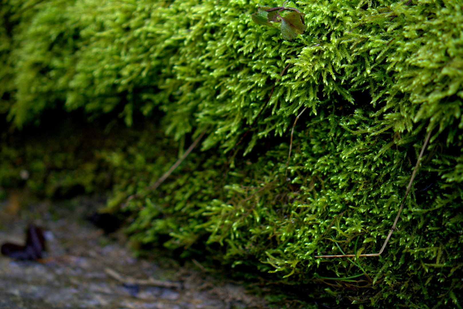 Ein Tag im Wald