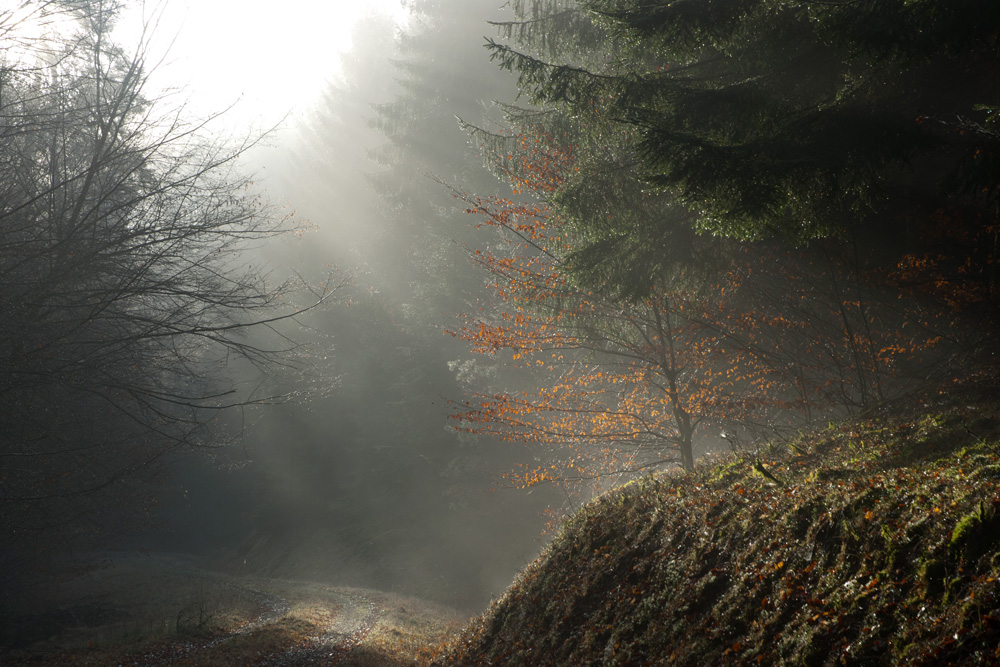 Ein Tag im Wald I