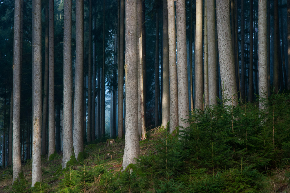 Ein Tag im Wald II