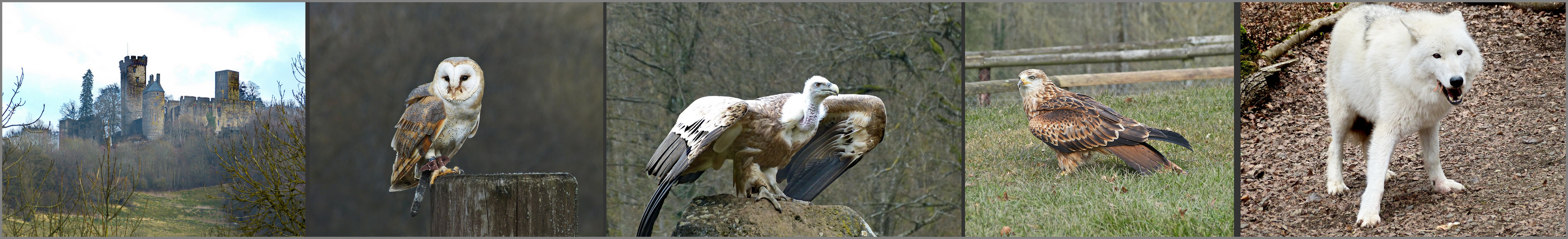 ein Tag im Wildpark Kasselburg