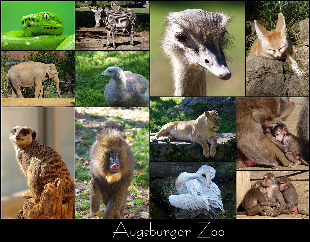 Ein Tag im Zoo