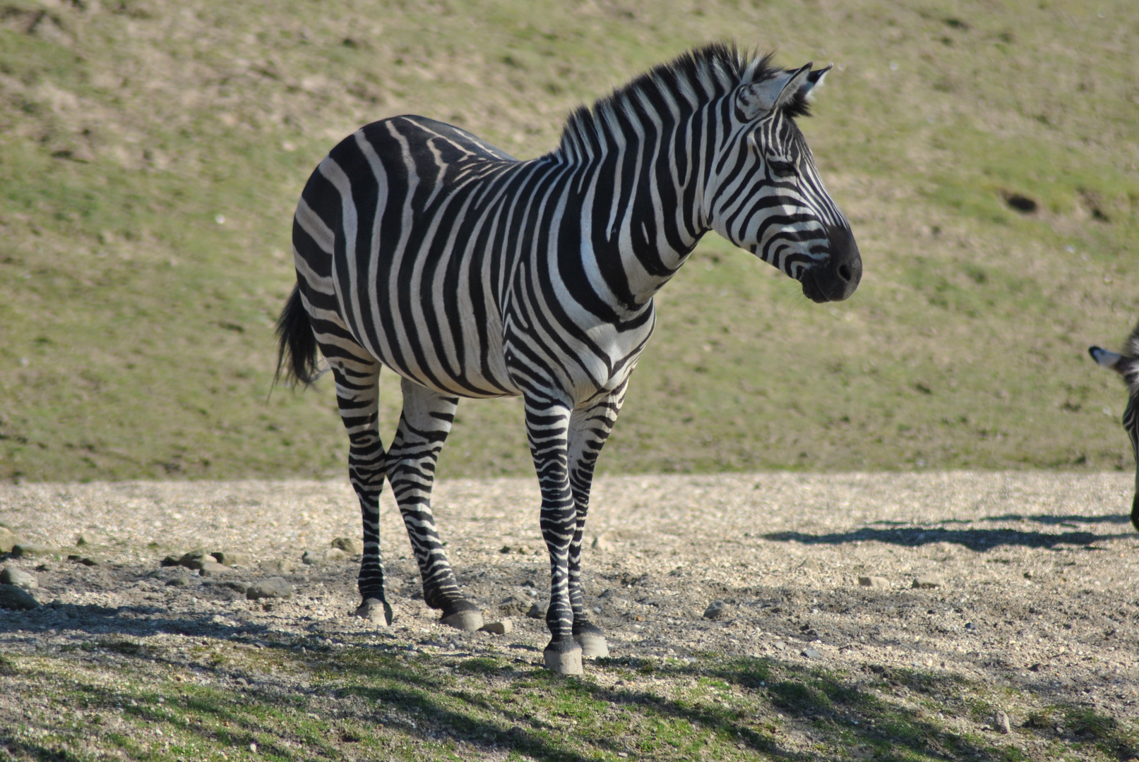 ein Tag im zoo