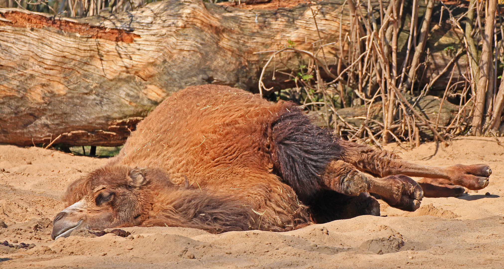 Ein Tag im Zoo, der macht uns froh - und müd