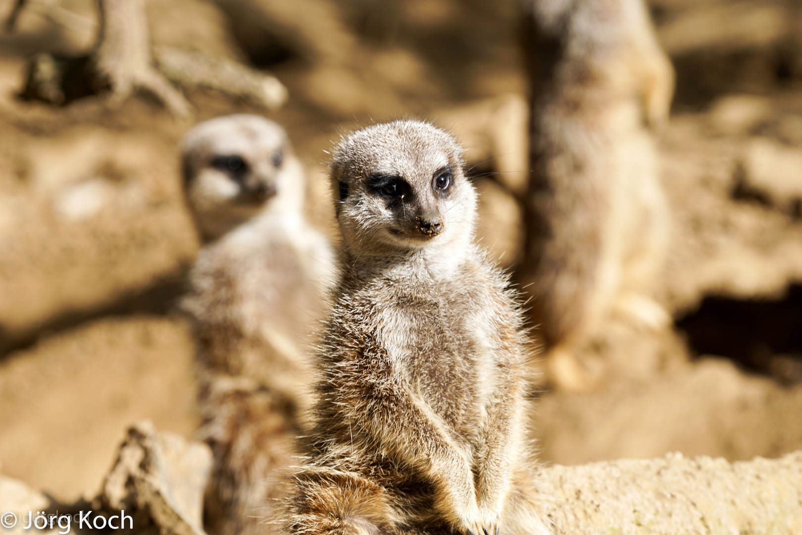 Ein Tag im Zoo - Erdmännchen