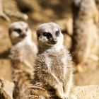 Ein Tag im Zoo - Erdmännchen