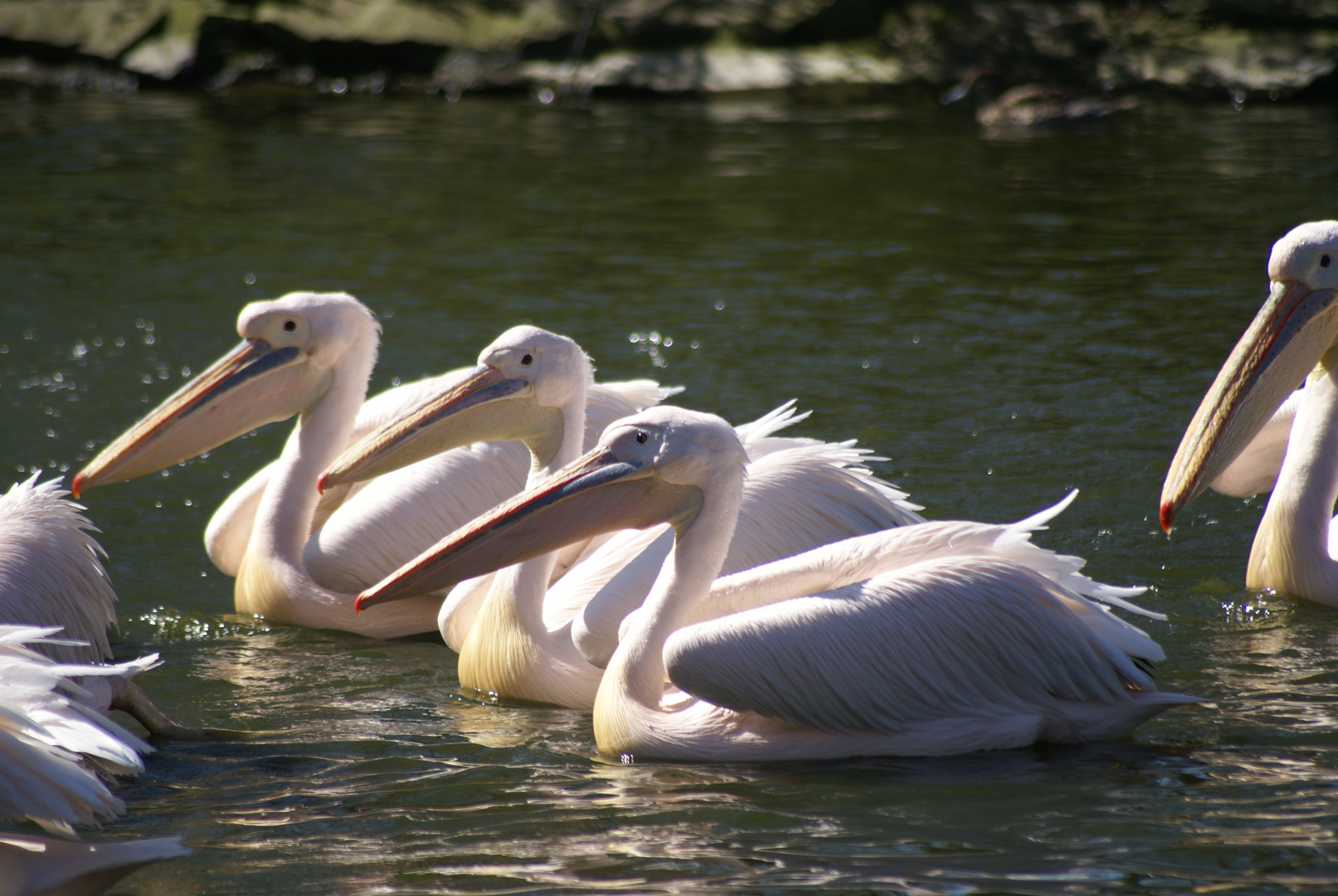 ein tag im zoo II