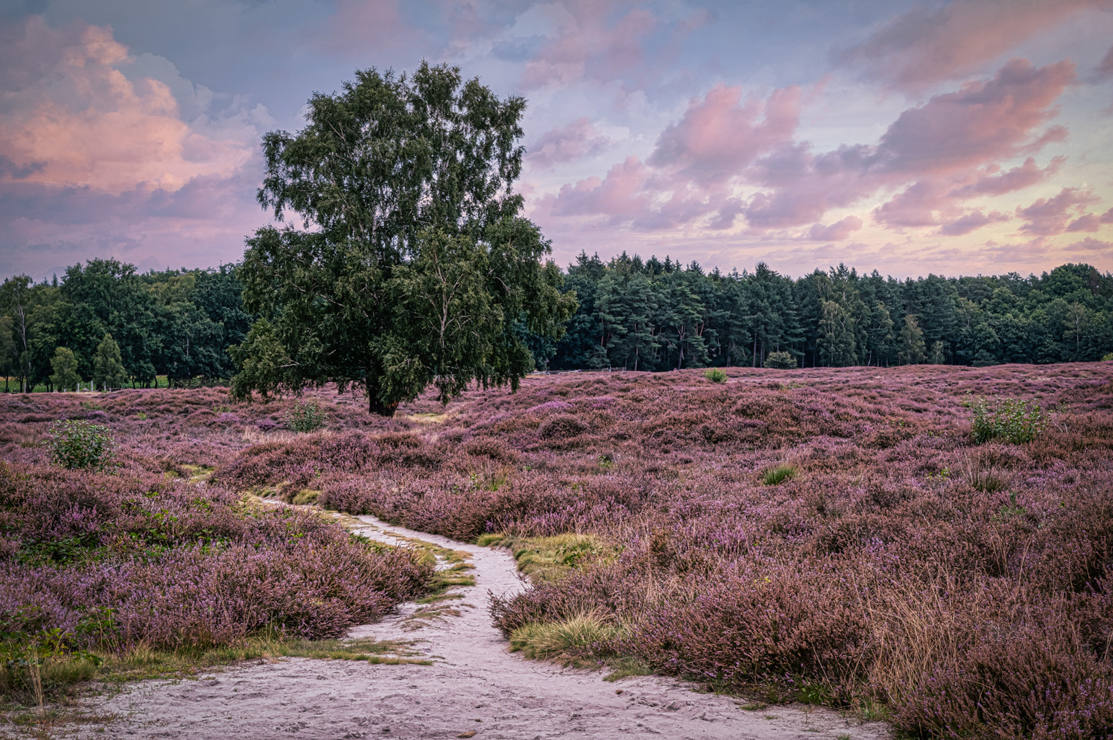 ein Tag in der Heide....