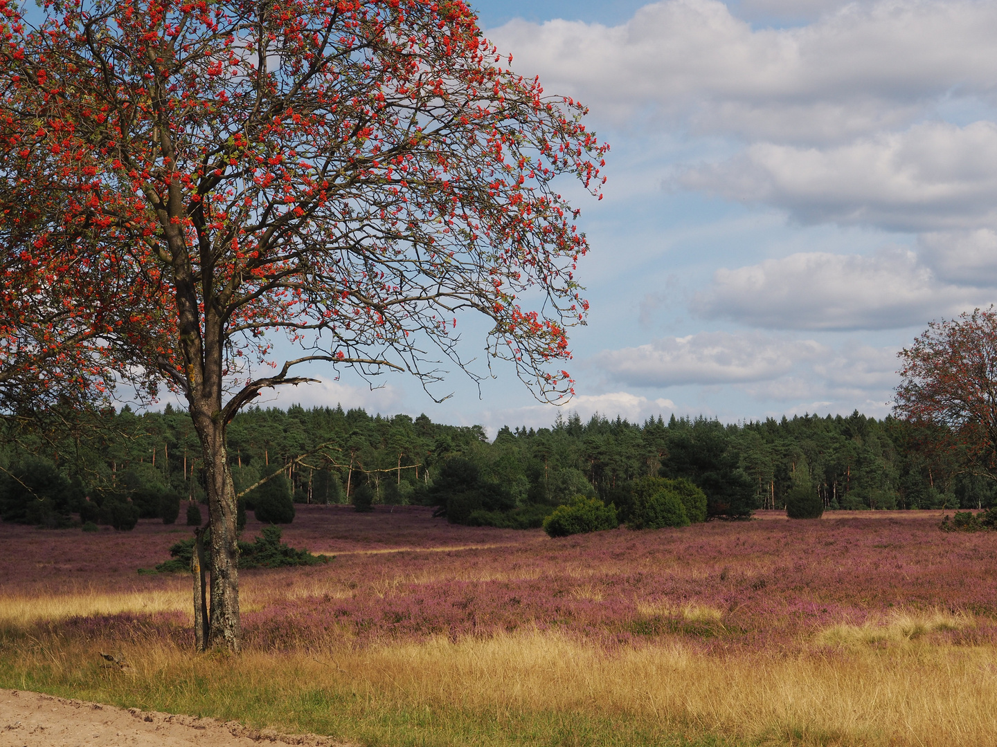 Ein Tag in der Lüneburger Heide