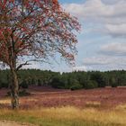 Ein Tag in der Lüneburger Heide