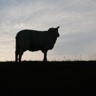 Ein Tag in Nordfriesland geht zu ende.