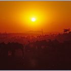 Ein Tag in Pushkar geht zu Ende....