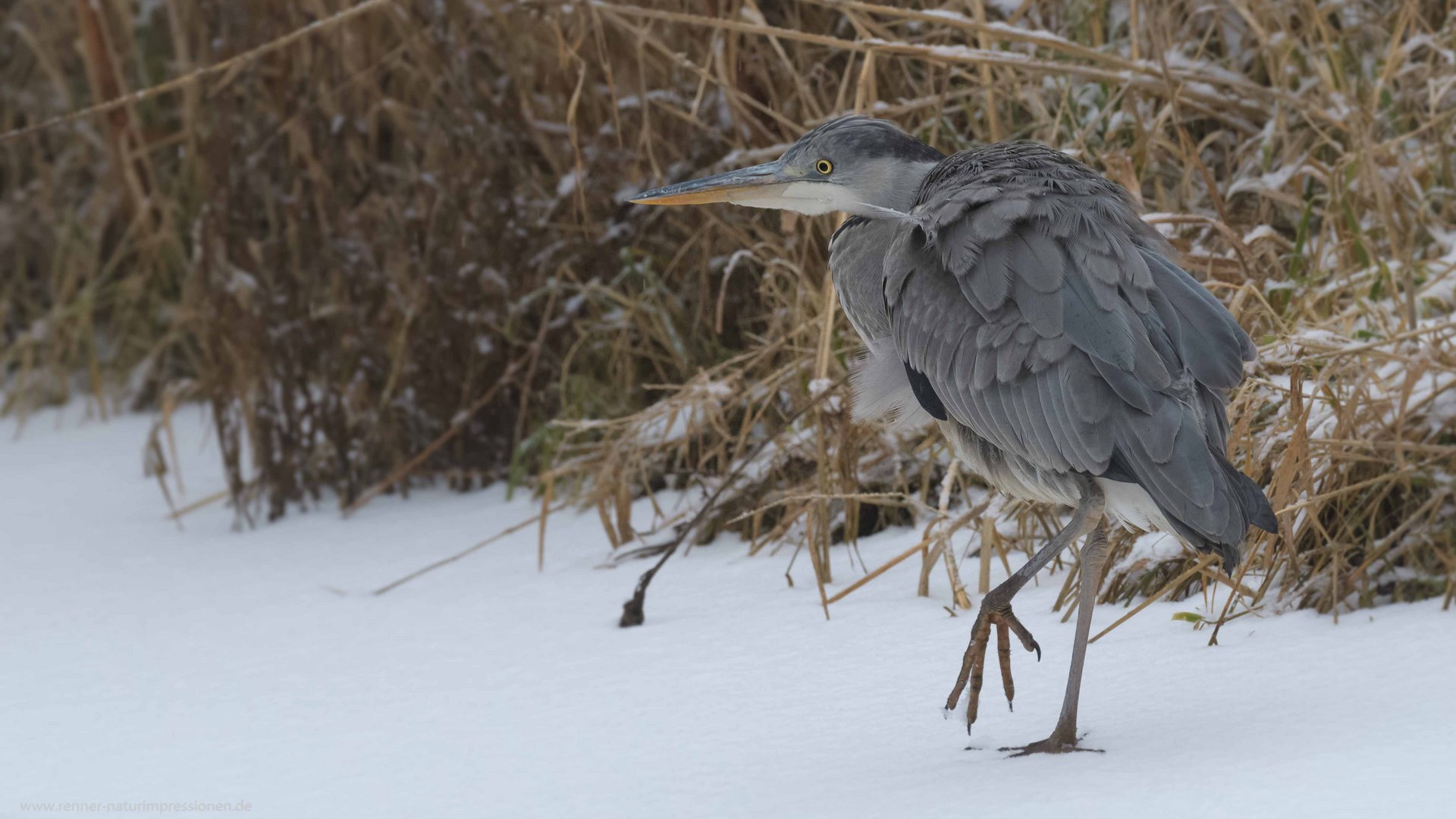 Ein Tag mit Schnee....