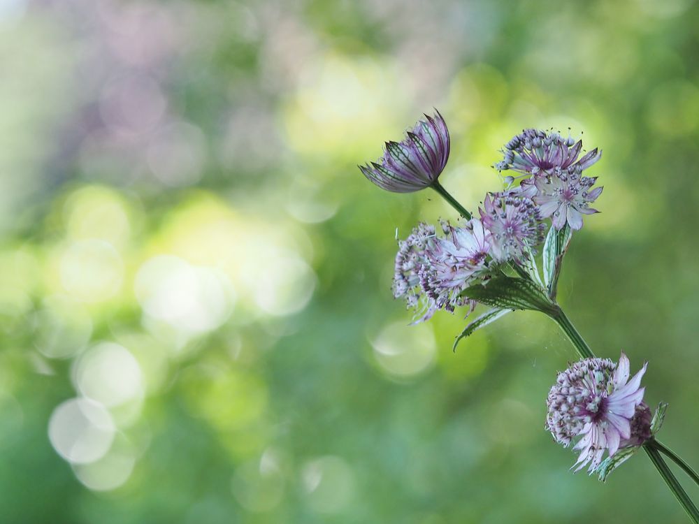 Ein Tag ohne Blumen.....