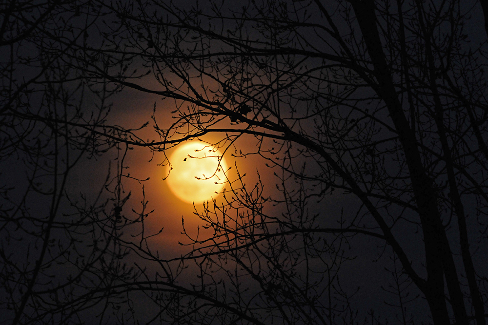 Ein Tag vor Vollmond – viele Kraniche, wenige Wolken