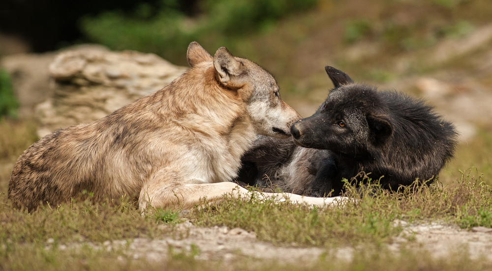 Ein Tag zum Schmusen