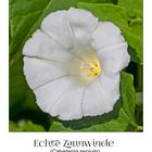 Ein "Tagesaufheller" geht noch: Echte Zaunwinde (Calystegia sepium) . . .