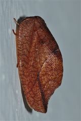 EIN TAGHAFT (DREPANEPTERYX PHALAENOIDES), offenbar eine Rarität.