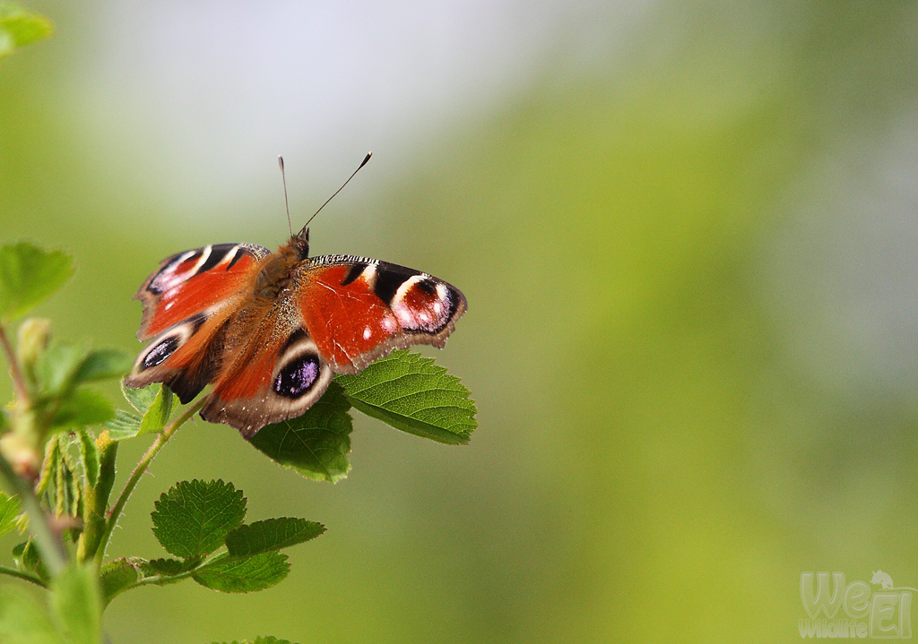 Ein Tagpfauenauge