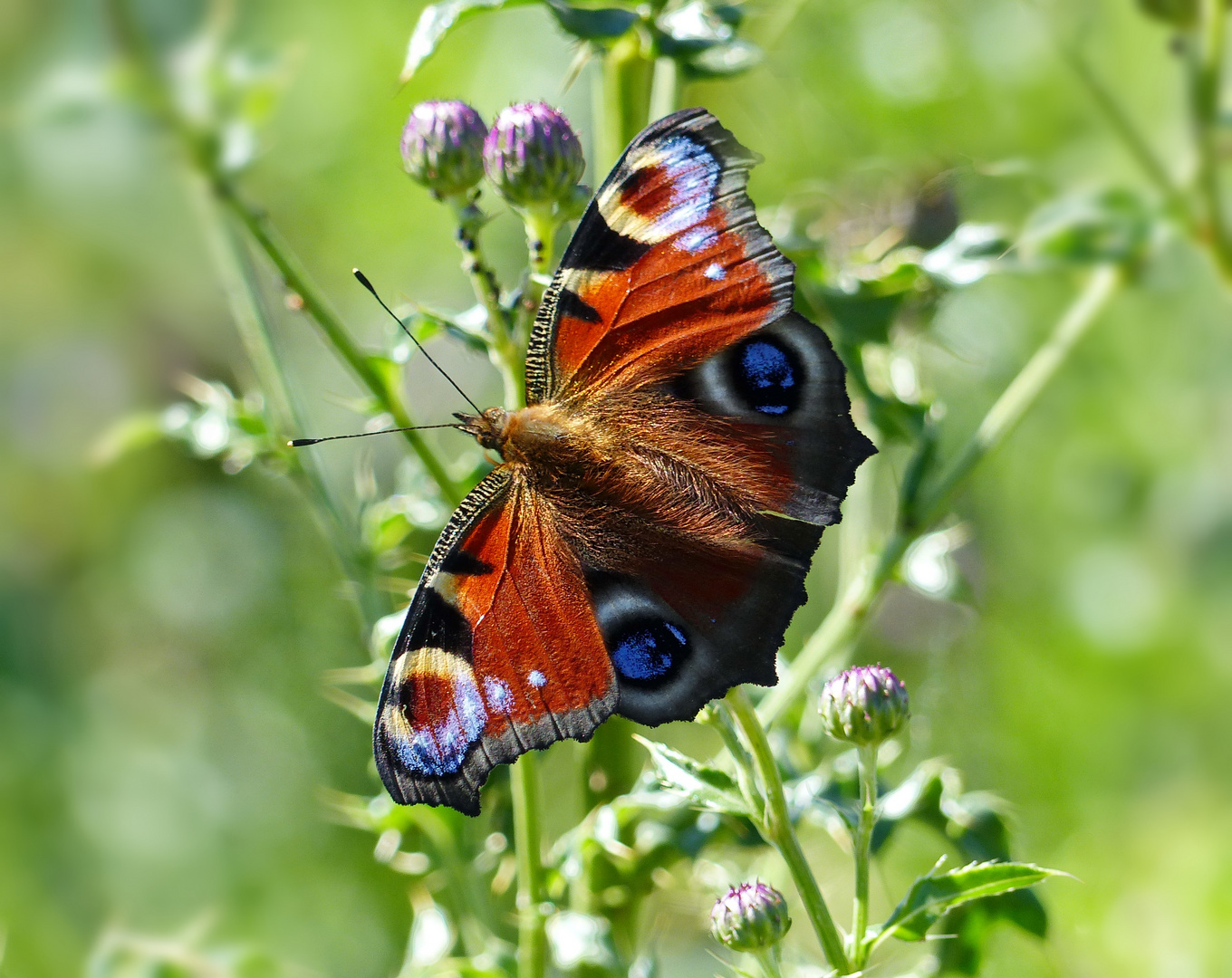 Ein Tagpfauenauge 