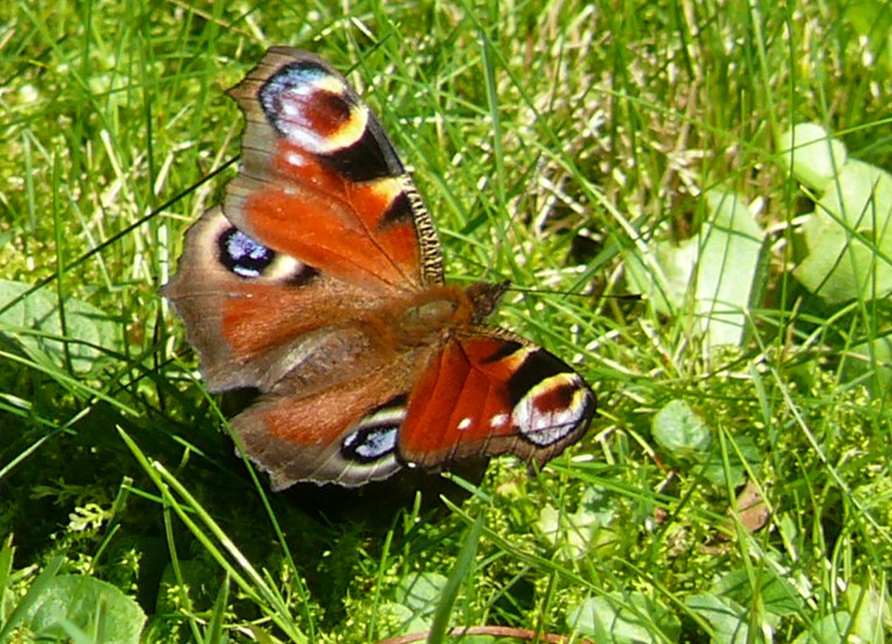 Ein Tagpfauenauge