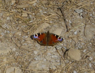 Ein Tagpfauenauge auf dem Weg