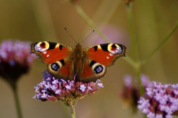 Ein Tagpfauenauge auf Eisenkraut