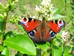 Ein Tagpfauenauge beim Sonnenbaden