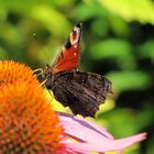 ...ein Tagpfauenauge genießt den Sommer