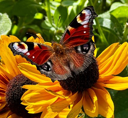 Ein Tagpfauenauge heute auf meiner Rudbekia