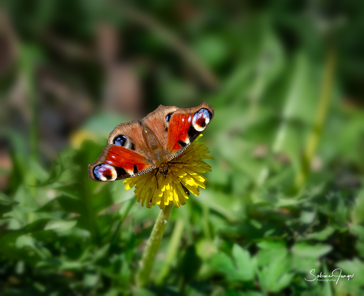 Ein Tagpfauenauge im Wald