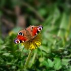 Ein Tagpfauenauge im Wald