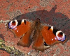 Ein Tagpfauenauge (Inachis io) wirft einen langen Schatten