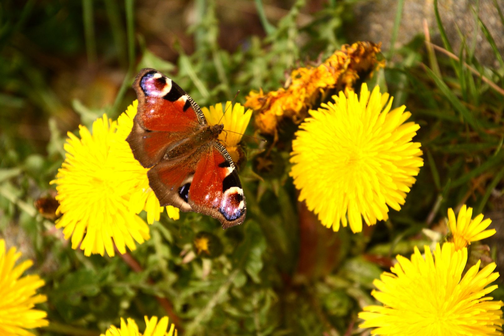 Ein Tagpfauenauge setzt sich auf eine Löwenzahnblüte