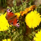 Ein Tagpfauenauge setzt sich auf eine Löwenzahnblüte