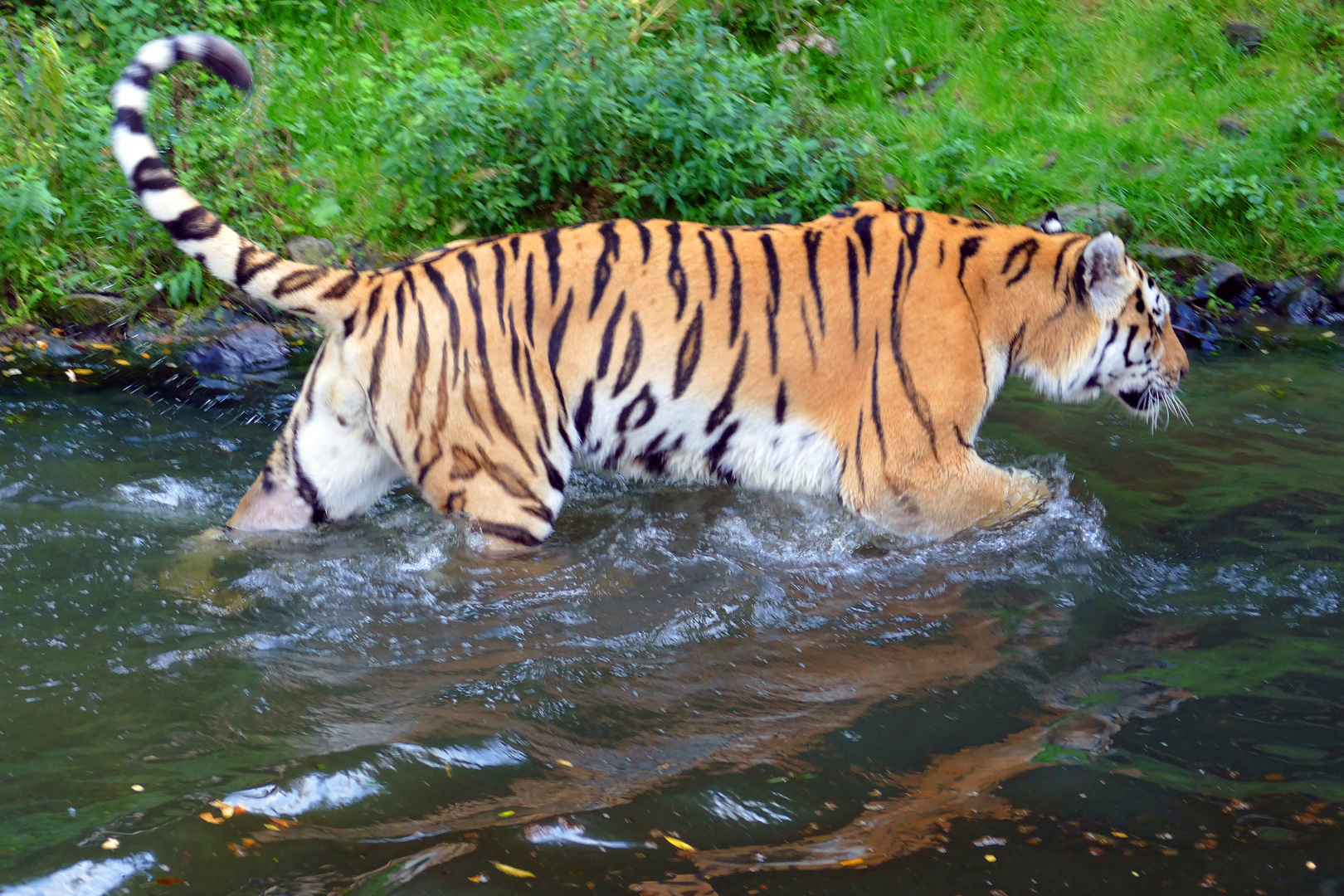 Ein Tal für Tiger