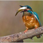 Ð - Ein talentierter Jongleur der Eisvogel