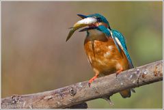 Ð - Ein talentierter Jongleur der Eisvogel