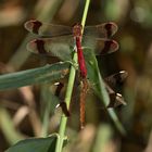 Ein Tandem der Gebänderten Heidelibelle (Sympetrum pedemontanum)