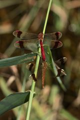 Ein Tandem der Gebänderten Heidelibelle (Sympetrum pedemontanum)