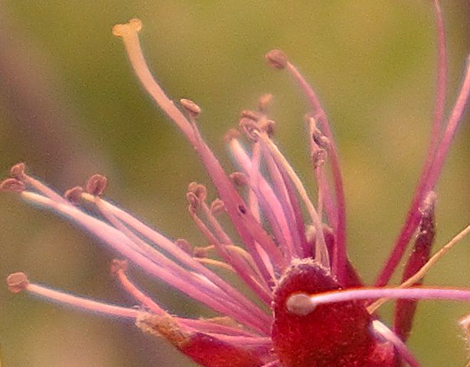 ein Tantakelmonster oder eine Blüte?^^