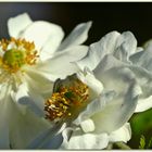 ein Tanz der Herbst-Anemonen... (2)