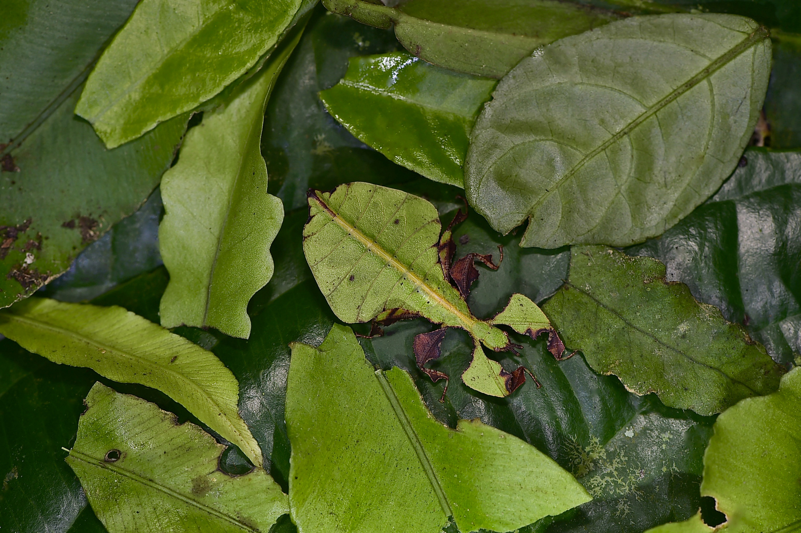 Ein Tarnungskünstler aus dem Tropischen Regenwald von Borneo