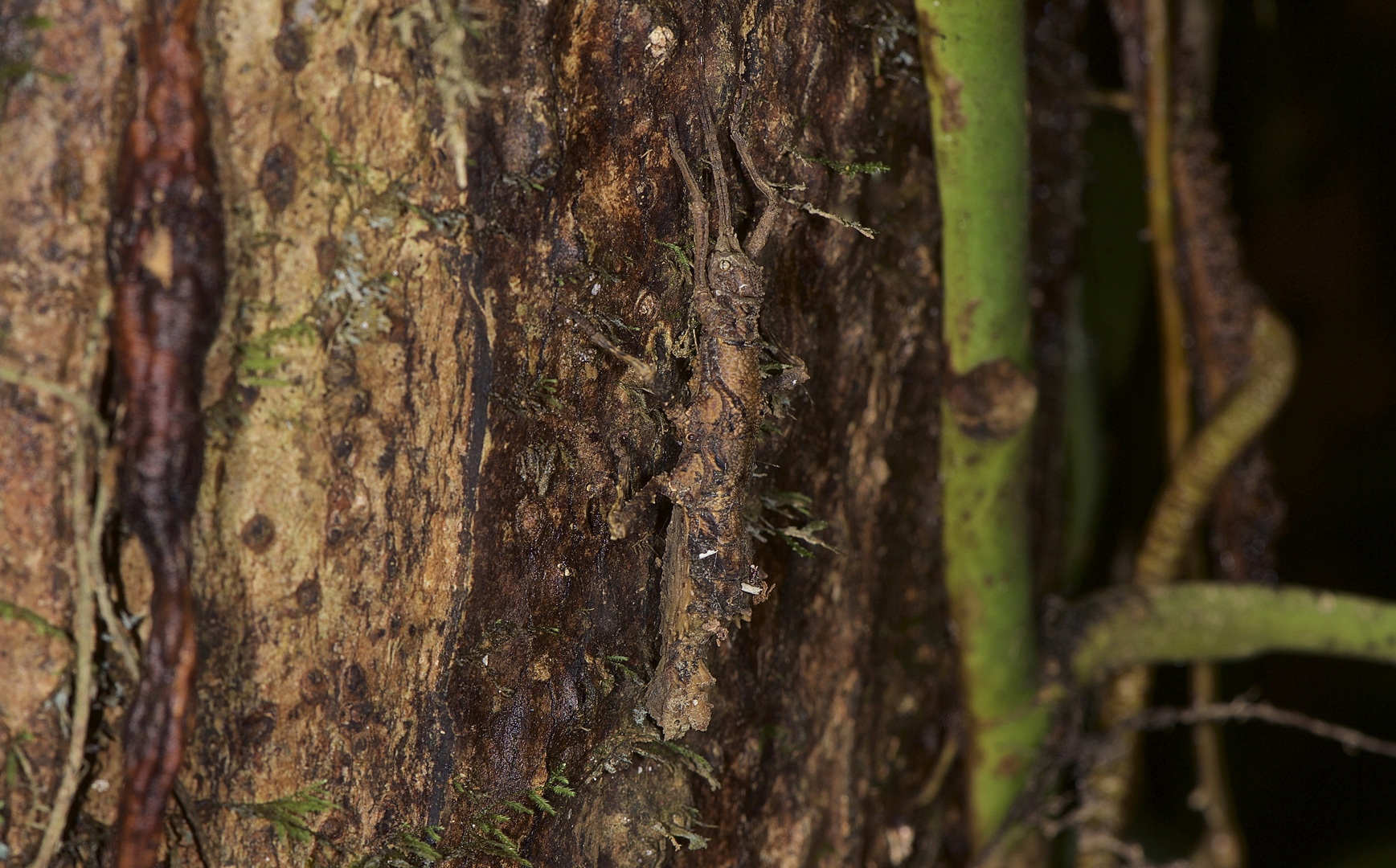 Ein Tarnungskünstler im Regenwald von Borneo