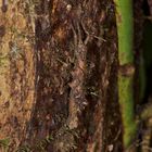 Ein Tarnungskünstler im Regenwald von Borneo