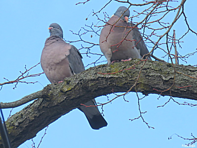 Ein Taubenpärchen hat Durchblick