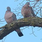 Ein Taubenpärchen hat Durchblick