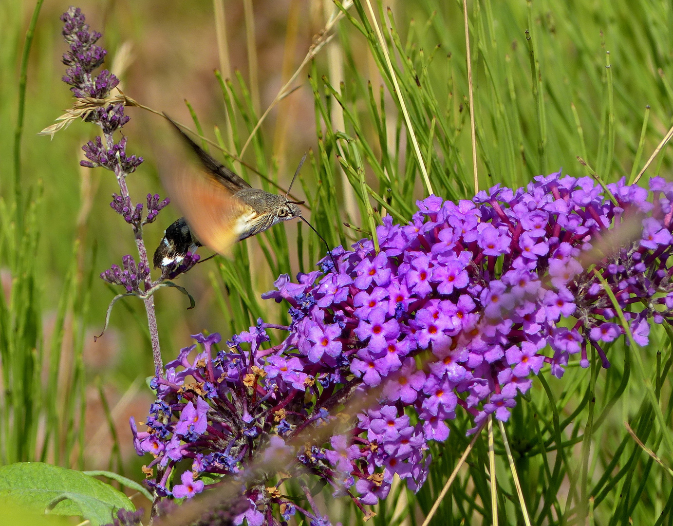 Ein Taubenschwänzchen am Sommerflieder