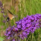 Ein Taubenschwänzchen am Sommerflieder